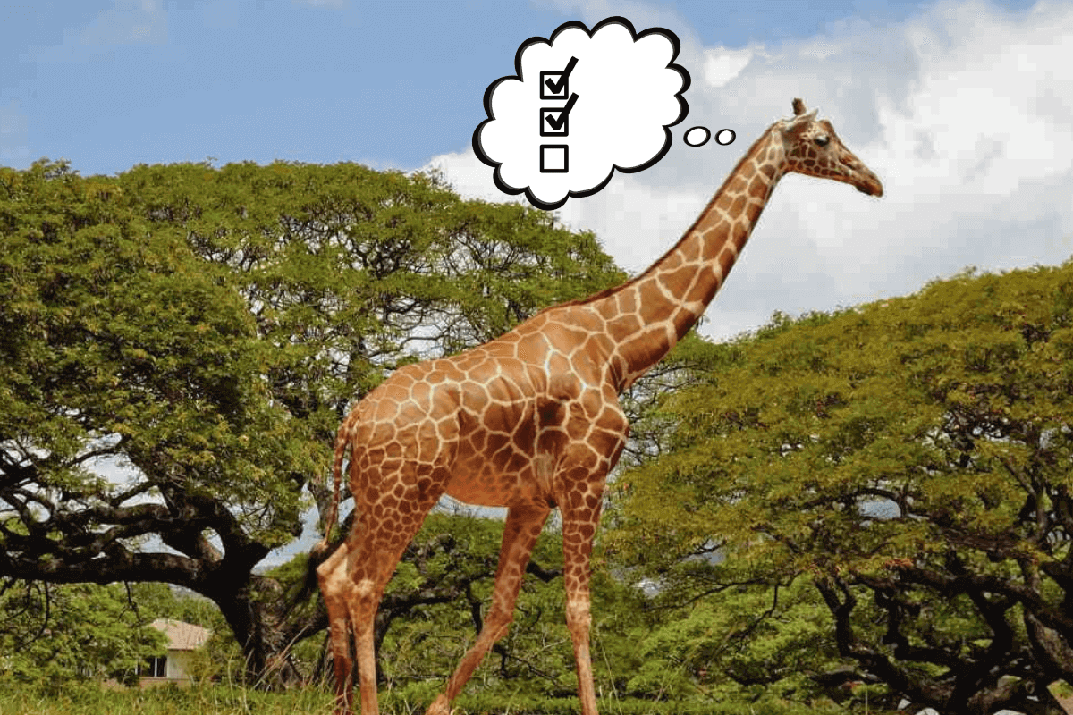 Жирафы имеют склонность к статистическим рассуждениям, т. е. умению делать осознанный выбор