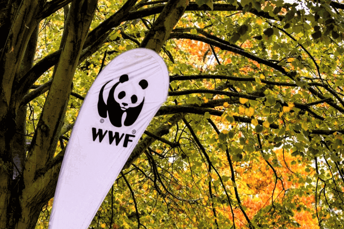 Основные программы WWF в 2023 году